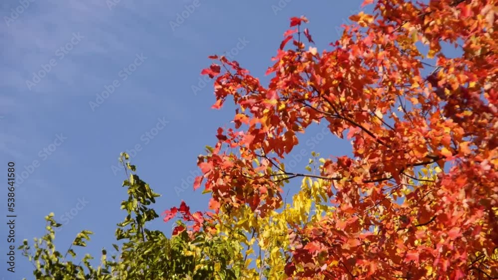 Tree Branches Moving Wildly in Strong Autumn Wind Gusts Tree Branches Moving Wildly in Strong Autumn Wind Gusts