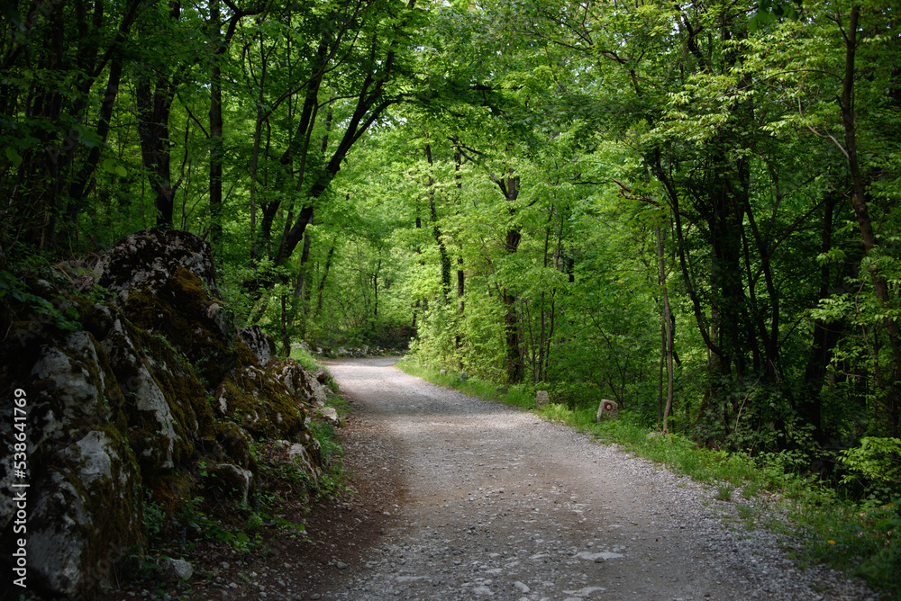 White road winding throug the deep green forest; moody rural scene White road winding throug the deep green forest; moody rural scene