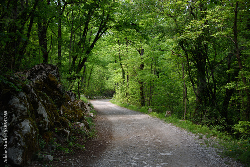 White road winding throug the deep green forest; moody rural scene
