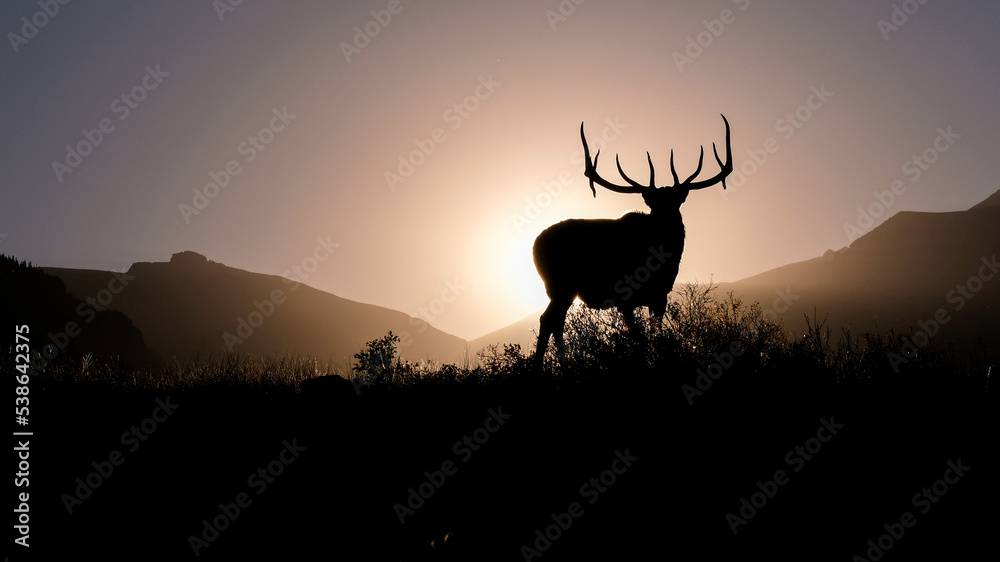 Fototapeta premium Elk deer silhouette at sunset