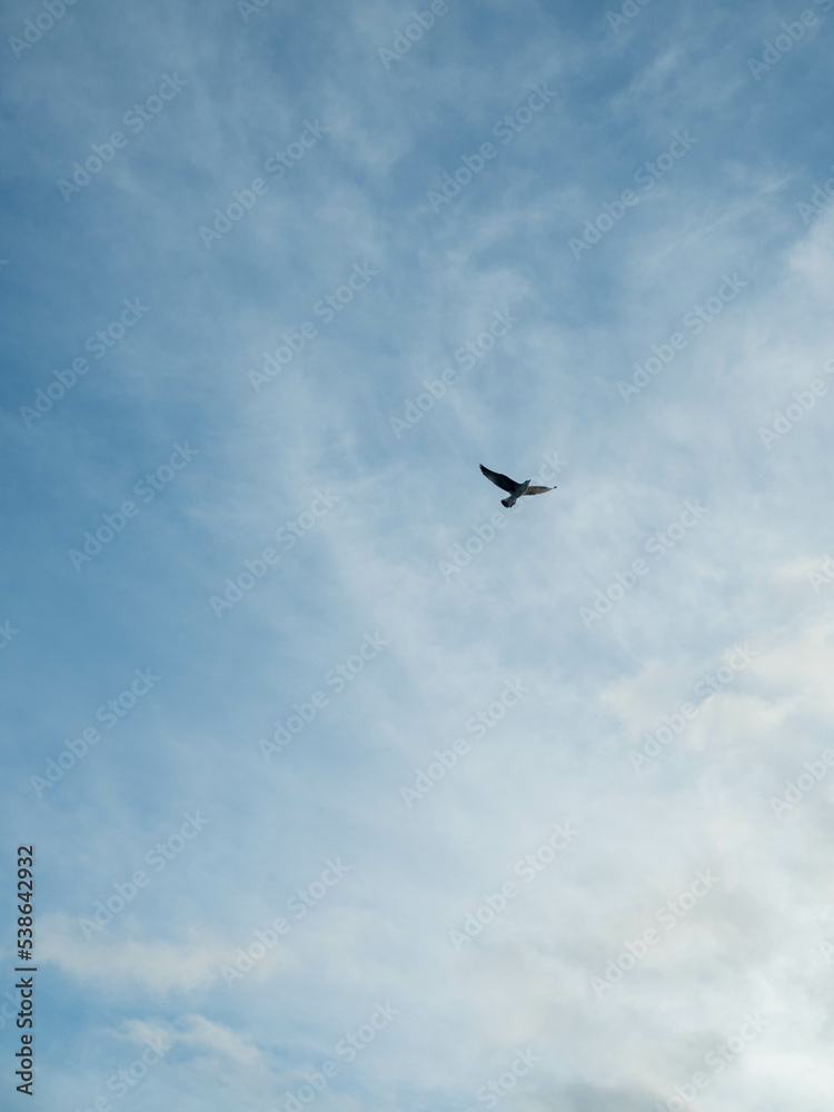 seagull in flight