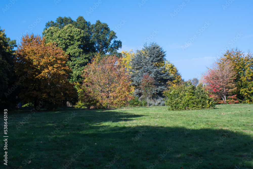 Tree line as colours chang to autumn Tree line as colours chang to autumn