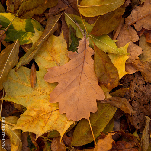 Oak leaf on a background of multicoloured leaves, October view.