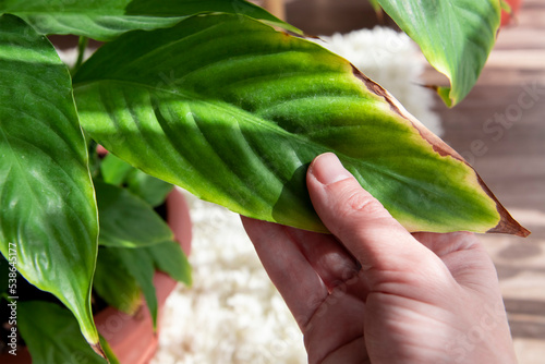 The disease of the houseplant spathiphyllum .A beautiful evergreen houseplant with lush leaves. The concept of diseases of domestic plants. A flower with dry brown leaves
