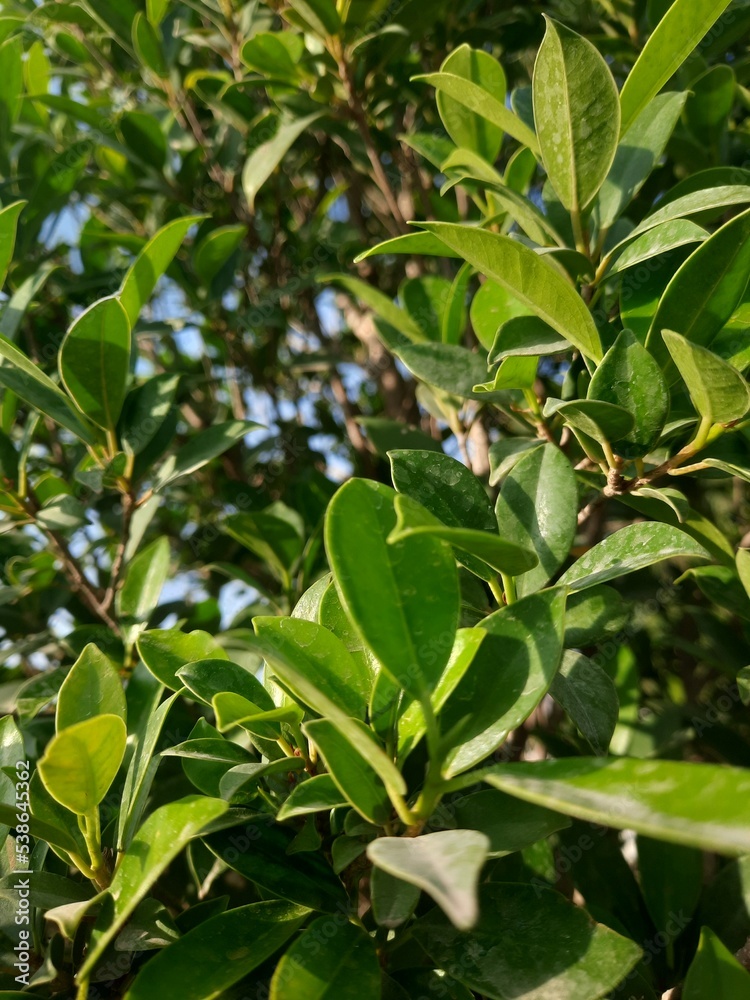 green leaves on a tree