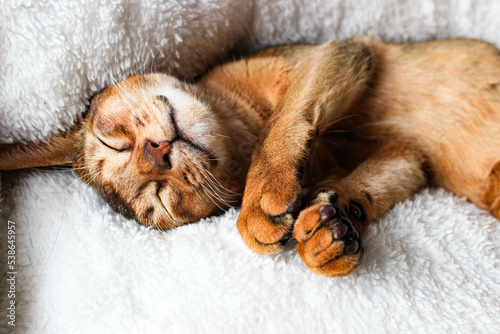Portrait of sleeping Cute abyssinian kitten . Shorthair cat. A beautiful background for wallpaper, cover, postcard. Isolated, close up. Cats concept. Beautiful purebred short haired kitty. Copy space. © Ekaterina  Siubarova