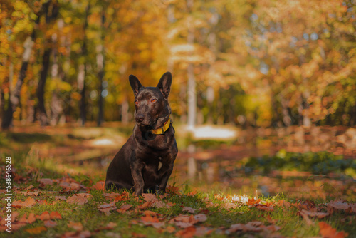 Black dog during colorful autumn in Poland