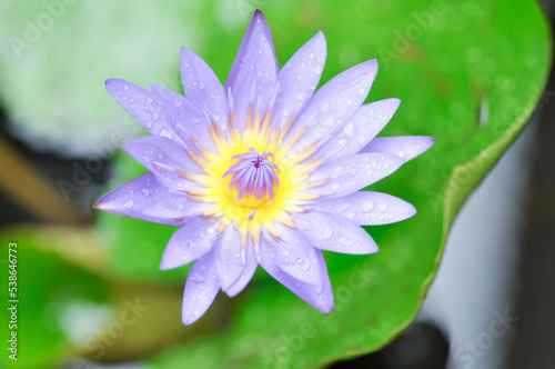 lotus or florescent purple lotus and rain drop or dew drop