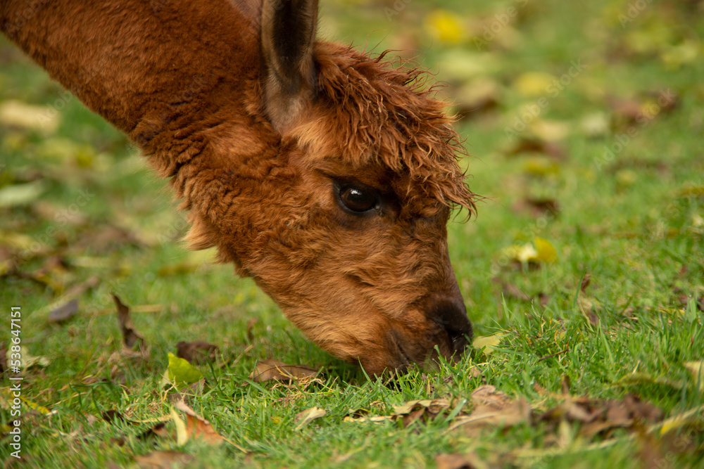 Fototapeta premium Nahaufnahme Alpaka frisst