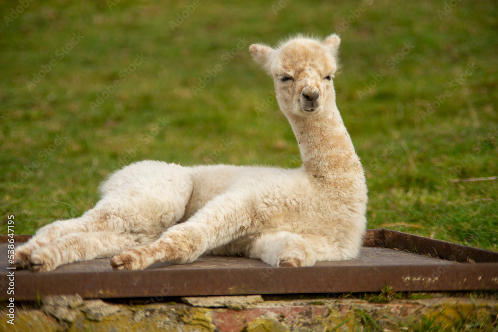 Fototapeta premium Alpakas braun, weiß schwarz auf der Weide