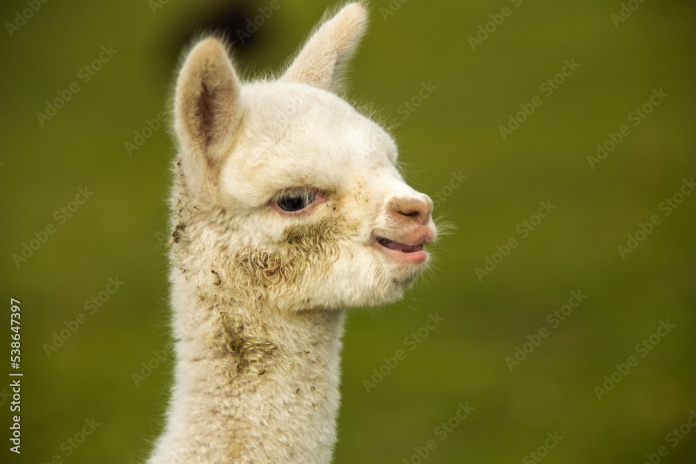 Obraz premium Lama Lamm Alpaka