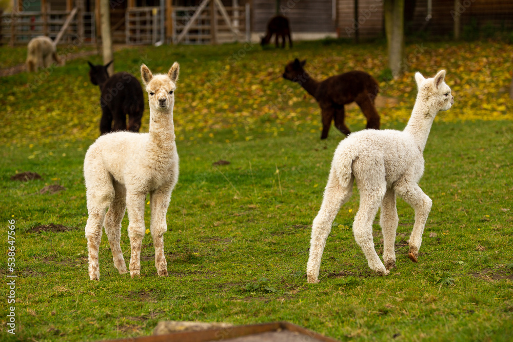 Fototapeta premium Alpaka Herde 