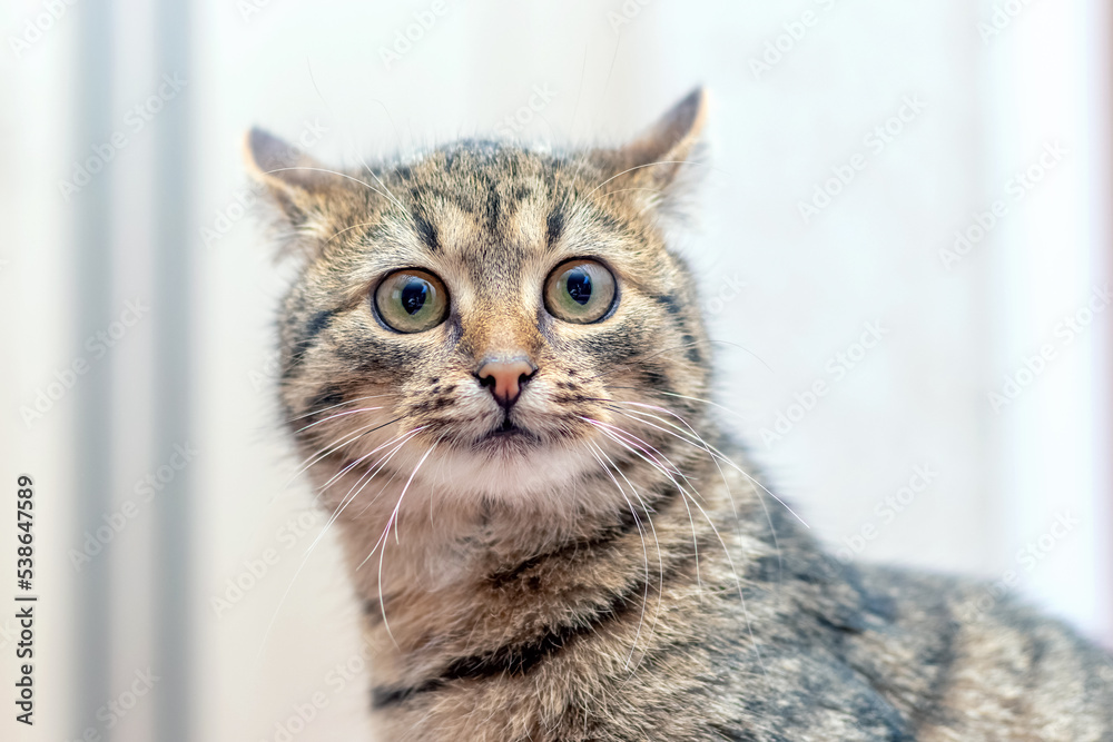 Funny cat with big round eyes on a light background