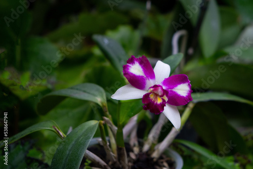 Blooming orchid Cattleya Mari s Magic with a white-pink flower on a background of green leaves.