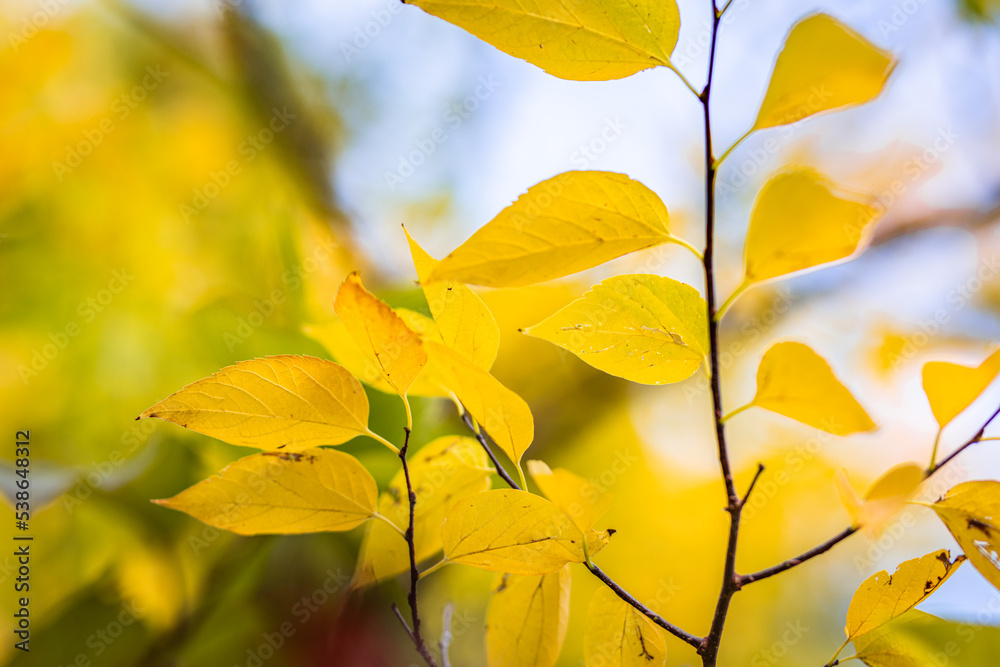 Obraz premium Beautiful leaves in autumn sunny day abstract blurry background. Close-up seasonal nature foliage. Artistic evening outdoor fall concept. Sun rays soft sunlight, golden yellow tree.