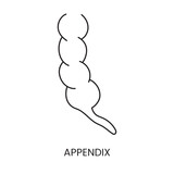 The human appendix is an anatomical icon of a line in a vector, an illustration of an internal organ.