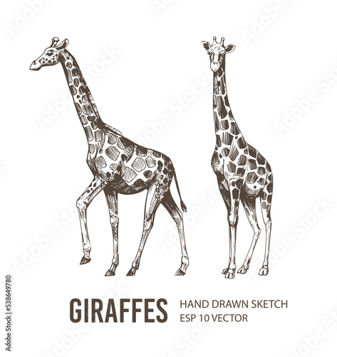 Giraffe sketch. Hand drawn vector illustration