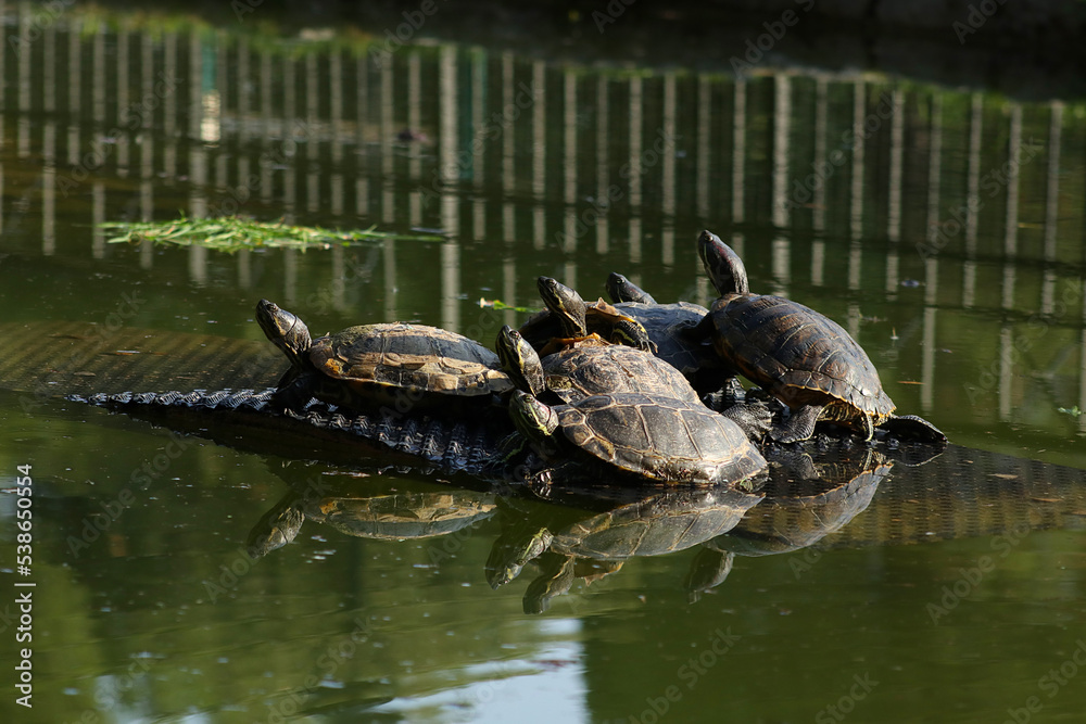 Obraz premium Cute Turtles on pond in park outdoors