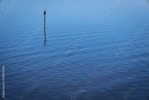 Large bird perched on a stick in the water. © Horacio Selva