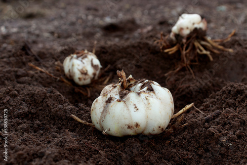Lily bulbs. Ready to plant, When is the best time to plant lilies