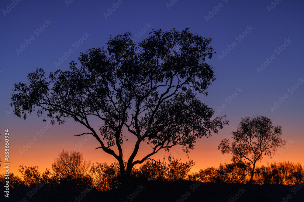 End of the day with a tree in the Australian outback