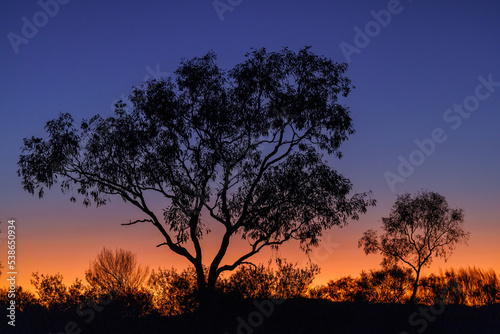 End of the day with a tree in the Australian outback