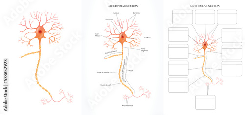 Neuron (Nerve Cell) anatomy colorful illustration. Labeled and unlabeled images for learning neuron structure.