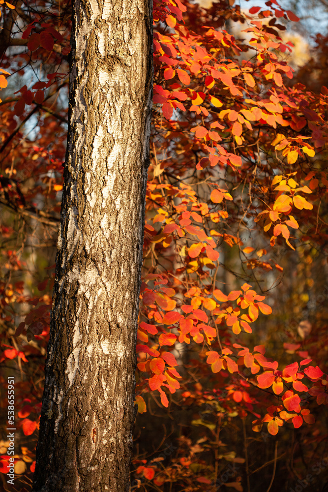 Birch trunk in the middle of autumn forest