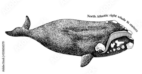 Hand drawn North Atlantic right whale