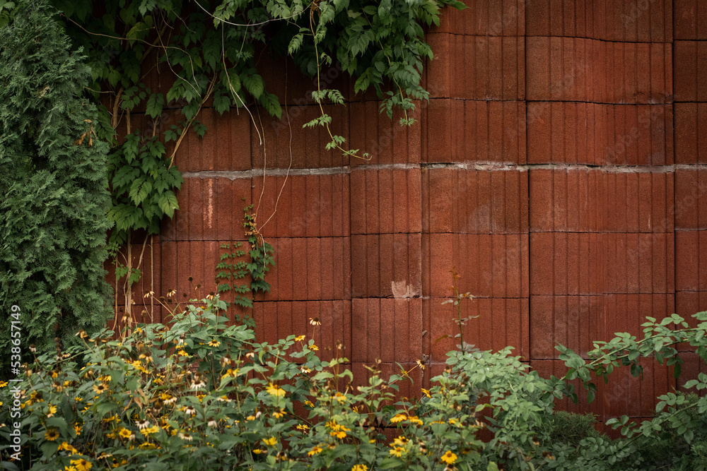 Red concrete wall with green vine. Stone wall covered with green plant and flowers in a big city. Urban textured background Red concrete wall with green vine. Stone wall covered with green plant and flowers in a big city. Urban textured background