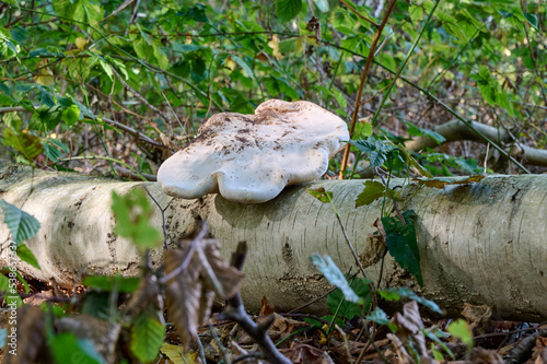 Super large mushroom on a fallen birch tree