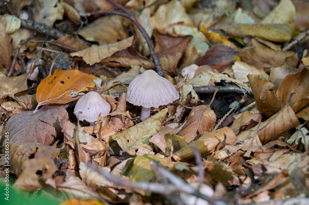 Two pink mushrooms together between the leaves and twigs Two pink mushrooms together between the leaves and twigs