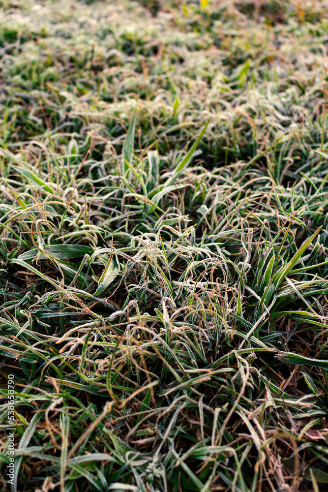 Frost on grass, dawn light Frost on grass, dawn light
