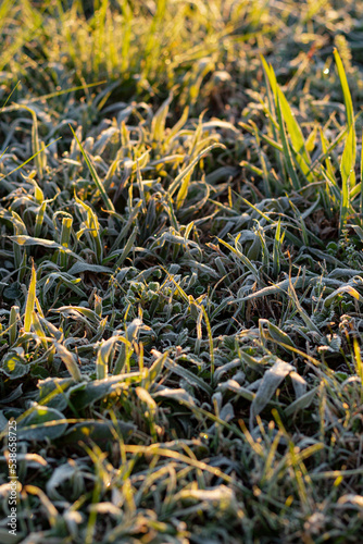 Frost on grass, dawn light (ID: 538658725)