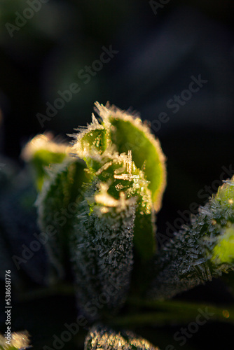 Frost on grass, dawn light (ID: 538658776)