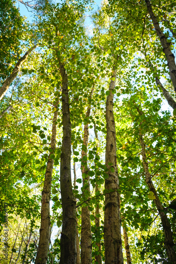 sun rays in the forest sun rays in the forest