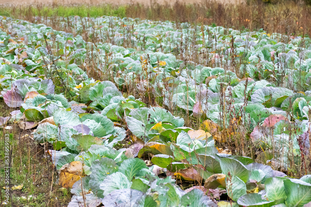 photo with green heads of cabbage, autumn harvest time
photo with green heads of cabbage, autumn harvest time