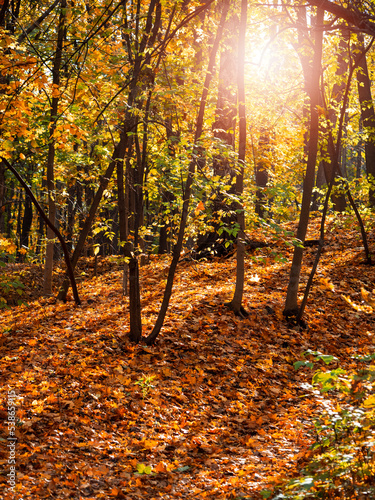 Autumn landscape, a forest with colorful foliage.