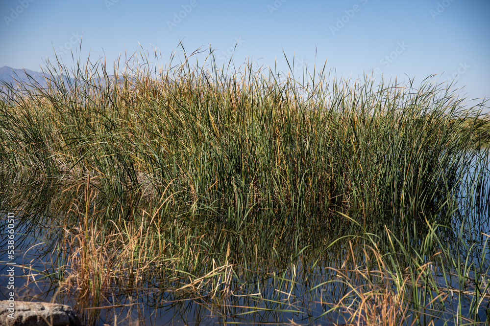 reeds in the water