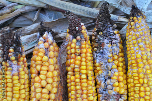 Corn cobs are affected by fusarium - the causative agent of Fusarium moniliforme photo