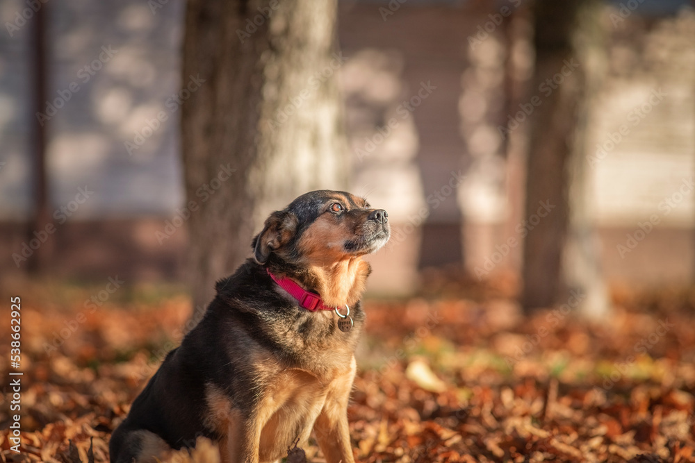 A beautiful mongrel on a walk in the fallen leaves. A beautiful mongrel on a walk in the fallen leaves.