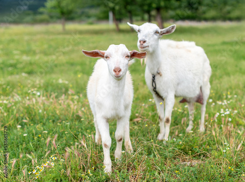 Two baby goat kids stand in long summer grass.