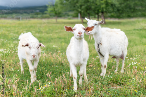 Three baby goat kids stand in long summer grass.
