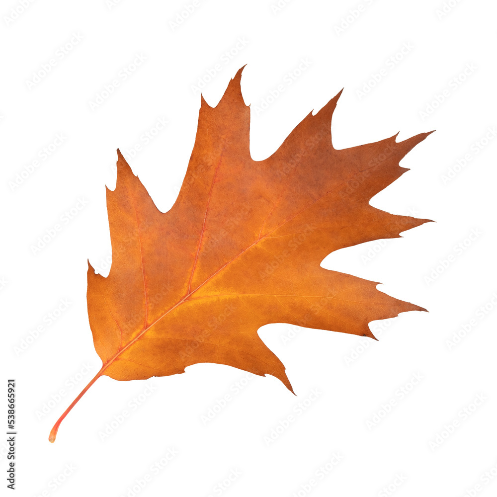 Beautiful autumn orange oak leaf isolated on white background. Oak leaf on a white background
Beautiful autumn orange oak leaf isolated on white background. Oak leaf on a white background