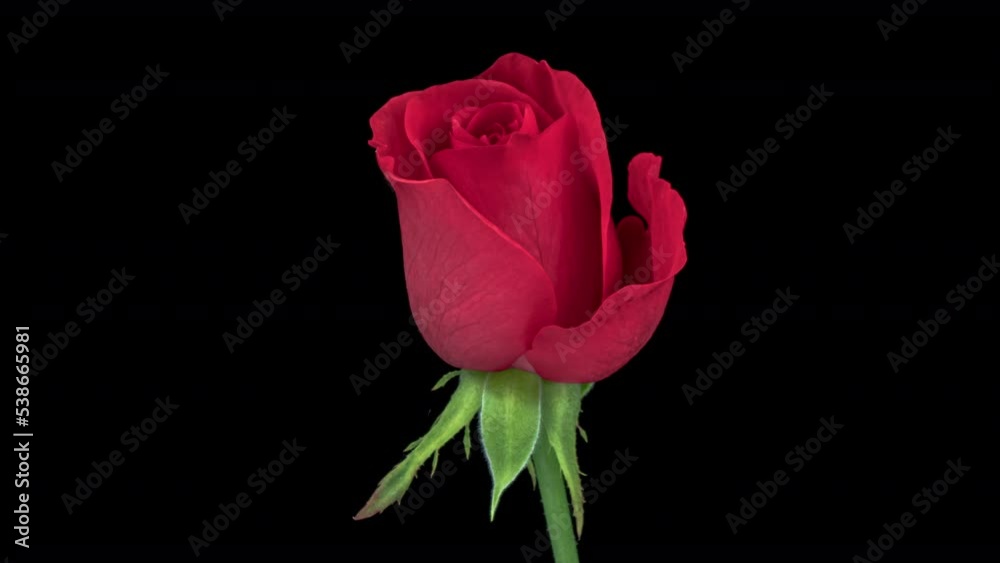 Beautiful Rose Flower background. Blooming red rose flower timelapse, close-up. Valentines Day, Mothers Day concept. Holiday, love, birthday design backdrop