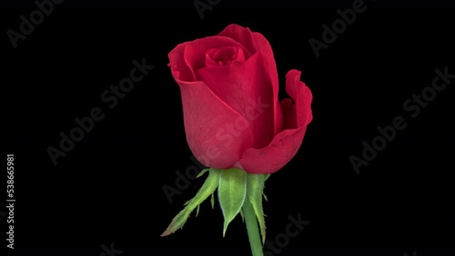 Beautiful Rose Flower background. Blooming red rose flower timelapse, close-up. Valentines Day, Mothers Day concept. Holiday, love, birthday design backdrop