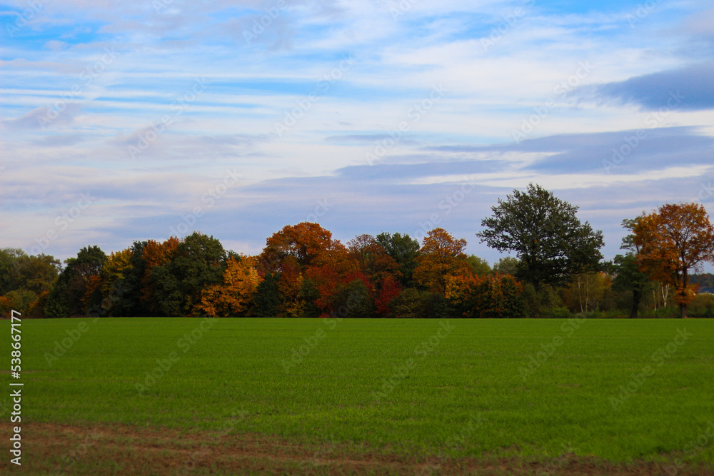 Autumn gold-brown colors on a background of green grass Autumn gold-brown colors on a background of green grass