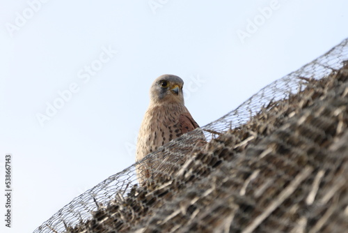 Kestrel (Falco tinnunculus sat atop the reedbed hide at WWT Arundell. photo