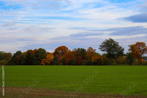 Autumn gold-brown colors on a background of green grass