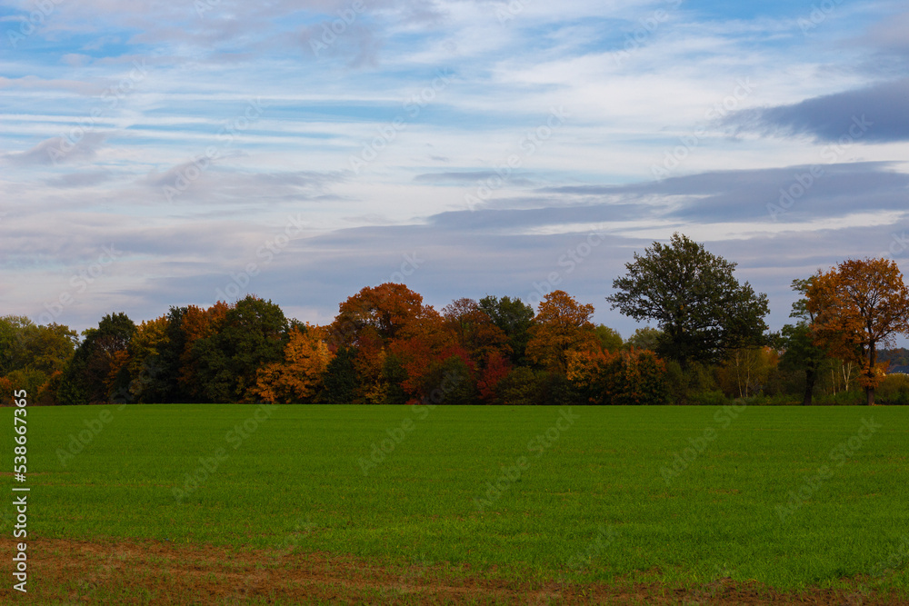 Autumn gold-brown colors on a background of green grass Autumn gold-brown colors on a background of green grass